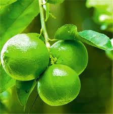 Lime Seeds Green Heirloom Non-GMO High Germination Organic Garden Seeds for Planting