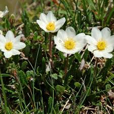 White Octopetala Flower Seeds – Heirloom, Non-GMO, High Germination Organic Garden Seeds for Planting