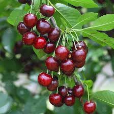 Morello Sour Cherry Fruit Seed for Planting – Heirloom Non-GMO High Germination Organic Garden Seeds