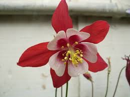Semillas de flores gigantes de Aquilegia blancas y rojas para plantar, reliquia, sin OMG, alta germinación, semillas de jardín orgánicas