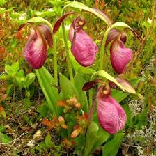 Frauenschuh-Orchidee (Cypripedium acaule) Samen – Alte Sorte, gentechnikfrei, hohe Keimfähigkeit, Bio-Gartensamen zum Pflanzen