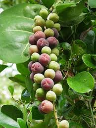 Seagrape Seeds Heirloom Non-GMO High Germination Organic Garden Seeds for Planting