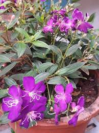 Tibouchina Granulosa Flower Seeds Heirloom Non-GMO High Germination Organic Garden Seeds