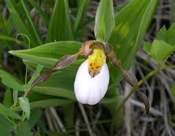 Cypripedium Flower Seeds White – Heirloom Non-GMO High Germination Seeds