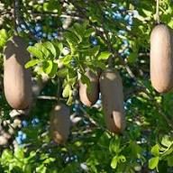 Green Sausage Seeds Heirloom Non-GMO High Germination Organic Garden Seeds for Planting