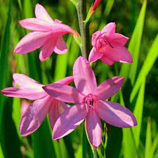 Pink Watsonia Flower Seeds Heirloom Non-GMO High Germination Organic Garden Seeds for Planting
