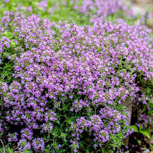 Purple Thymus Serpyllum Flower Seeds Heirloom Non-GMO High Germination Organic Garden Seeds