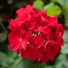 Red Geranium Flower Seeds Heirloom Non-GMO High Germination Seeds