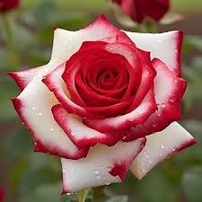 Rugosa Rose Seeds Red Cream for Planting – Heirloom, Non-GMO, High Germination Organic Garden Seeds