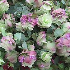 Green Pink Oregano Kirigami Plant Seeds Heirloom Non-GMO High Germination Organic Garden Seeds for Planting