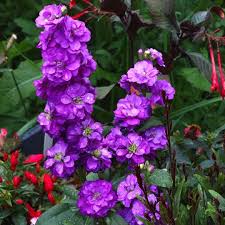 Semillas de Matthiola Morada – Variedad antigua, sin OGM, semillas de jardín orgánicas de alta germinación para sembrar
