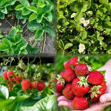 Burgundy Strawberry Fruit Seeds for Planting Heirloom Non-GMO High Germination Organic Garden Seeds
