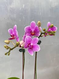 Semillas de flores de Phalaenopsis rosada – Orgánicas, cimientes, sin OMG, de alta germinación para sembrar en el jardín