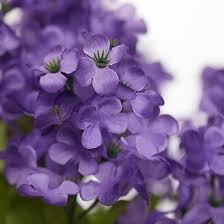 Rare Purple Lilac Flower Seeds for Gardens Heirloom Non-GMO High Germination Organic Garden Seeds for Planting
