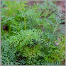 Perennial Dill Plant Seeds Heirloom Non-GMO High Germination Organic Garden Seeds