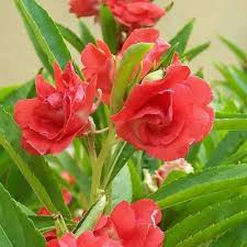 Balsam Flower Seeds Red – Heirloom, Non-GMO, High Germination Organic Garden Seeds for Planting