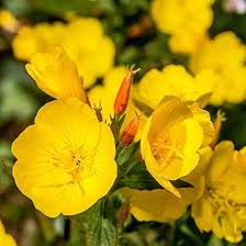 Yellow Primrose Flower Seeds for Planting – Heirloom Non-GMO High Germination Organic Garden Seeds