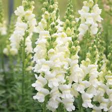 White Snapdragon Flower Seeds Heirloom Non-GMO High Germination Organic Garden Seeds for Planting