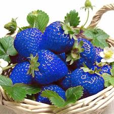 Sky Blue Strawberry Fruit Seeds for Planting – Heirloom Non-GMO High Germination Organic Garden Seeds Rare Berry Seeds for Home Garden
