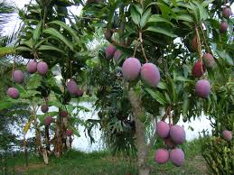 Tommy Atkins Mango Fruit Seeds for Planting – Heirloom Non-GMO High Germination Organic Garden Seeds for Tropical Sweet Mango Seeds for Planting