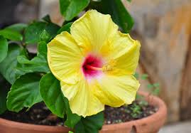 Yellow Blooming Hibiscus Flower Seeds – Heirloom, Non-GMO, High Germination Organic Garden Seeds