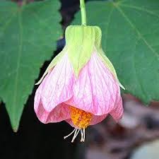 Rosa Abutilon Blumen Samen – Alte Sorte, gentechnikfrei, keimfreudige Bio-Gartensamen zum Einpflanzen