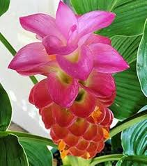 Semillas de cúrcuma rosa anaranjada – Variedad tradicional, sin OMG, alta germinación
