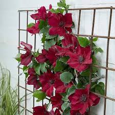 Clematis Flower Seeds Red – Heirloom, Non-GMO, High Germination Organic Garden Seeds for Planting