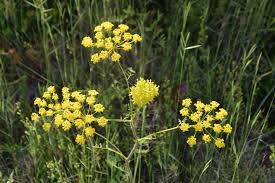 Yellow Chaerophyllum Flower Seeds – Heirloom, Non-GMO, High Germination Organic Garden Seeds