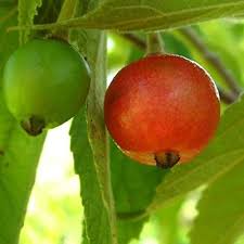 Muntingia Seeds Heirloom Non-GMO High Germination Organic Garden Seeds for Planting