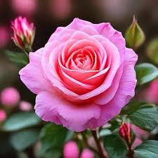 Rare Pink Rose Flower Seeds Heirloom Non-GMO High Germination Organic Garden Seeds for Planting