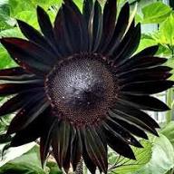 Black Sunflower Flower Seeds for Planting – Heirloom Non-GMO Organic Garden Seeds