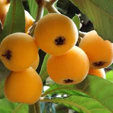Big Jim Loquat Fruit Seeds for Planting Heirloom Non-GMO High Germination Organic Garden Seeds