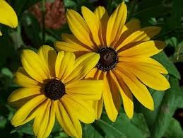 Rudbeckia Triloba Flower Seeds for Planting – Heirloom, Non-GMO, High Germination Organic Garden Seeds