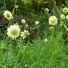White Cephalaria Flower Seeds – Heirloom, Non-GMO, High Germination Organic Garden Seeds for Planting
