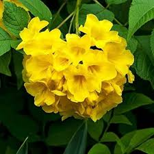 Tecoma Flower Seeds Yellow Heirloom Non-GMO High Germination Organic Garden Seeds for Planting