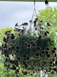 Black Hanging Petunia Flower Seeds for Planting – Heirloom Non-GMO Organic Seeds, High Germination Seeds