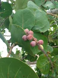 Sea Grape Fruit Seeds for Planting – Heirloom Non-GMO High Germination Organic Garden Seeds for Tropical Coastal Gardens