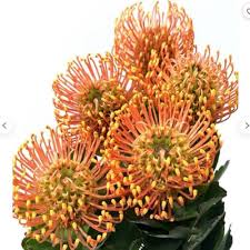 Pink Yellow Pincushion Flower Seeds – Heirloom, Non-GMO, High Germination Organic Garden Seeds for Planting Seeds for Planting