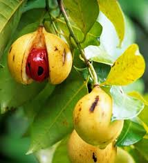Myristica Fragrans Fruit Seeds for Growing Nutmeg Trees – Heirloom Non-GMO High Germination Organic Garden Seeds for Home Garden Seeds for Planting
