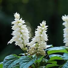 Green White Sage Plant Seeds Heirloom Non-GMO High Germination Organic Garden Seeds for Planting