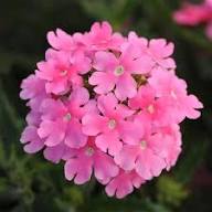 Semillas de Flor de Verbena Rosa para Jardinería – Herencia No-GMO Alta Germinación Semillas Orgánicas para Jardín