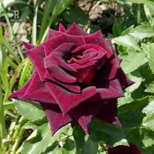 Rote Baccara-Rosenblumensamen zum Pflanzen, samenecht, gentechnikfrei, hohe Keimfähigkeit, Bio-Gartensamen