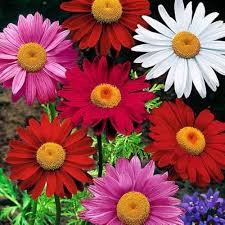 Pyrethrum Flower Seeds Red Heirloom Non-GMO High Germination Organic Garden Seeds for Planting