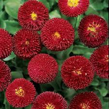 Rote Bellissima Blumensamen, alte Sorte, gentechnikfrei, hohe Keimrate, Bio-Gartensamen zum Pflanzen