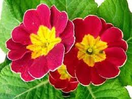 Primula Flower Seeds Red Yellow for Planting – Heirloom Non-GMO High Germination Organic Garden Seeds