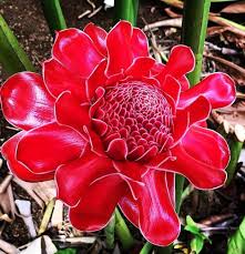 Red Etlingera Elatior Flower Seeds for Planting – Heirloom, Non-GMO, High Germination Organic Garden Seeds