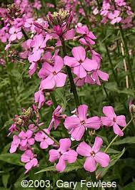 Semillas de Hesperis Matronalis Rosa – De herencia, sin OMG, semillas de alta germinación