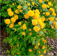 Yellow Kerria Japonica Flower Seeds – Heirloom Non-GMO High Germination Organic Garden Seeds