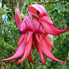 Clianthus Flower Seeds Red for Planting – Heirloom Non-GMO High Germination Seeds